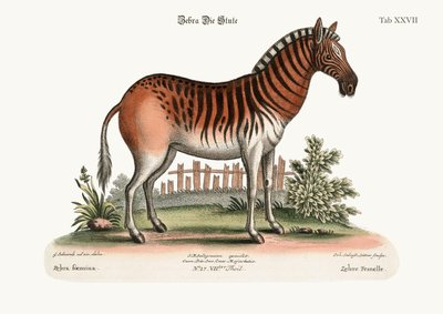 The Female Zebra, 1749-73 by George Edwards